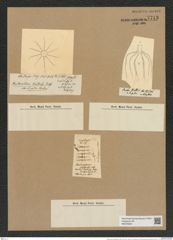 Chaetoceros bacteriastrum Wall. (de-Toni-Nr.: Genus 149, Species 4153) Zeichnungen Sammlung Grunow Nr. 7713 (NHMW-BOT-W0376920)